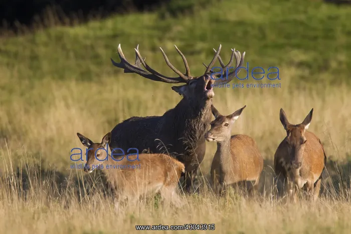  : Red Deer - stag and hind in rut - Denmark