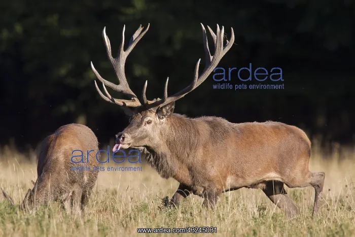  : Red Deer - stag and hind in rut - Denmark