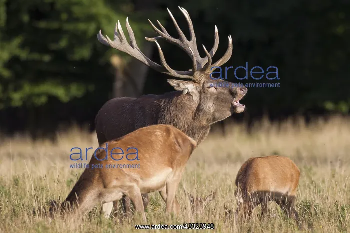 : Red Deer - stag and hind in rut - Denmark : Red Deer - stag and hind in rut - Denmark