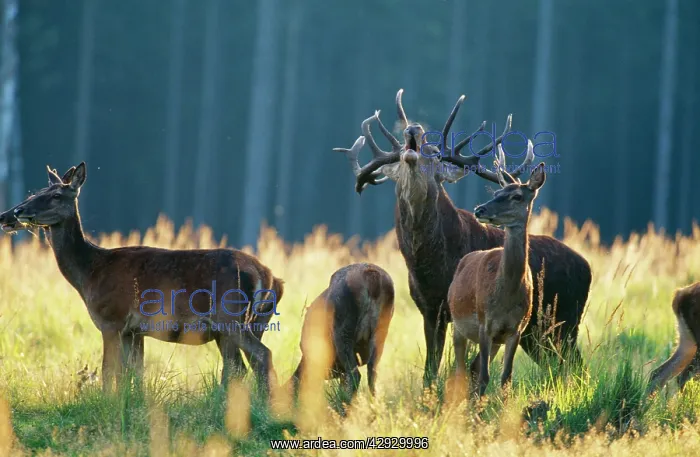 : Red DEER - stag and hinds, in field : Red DEER - stag and hinds, in field