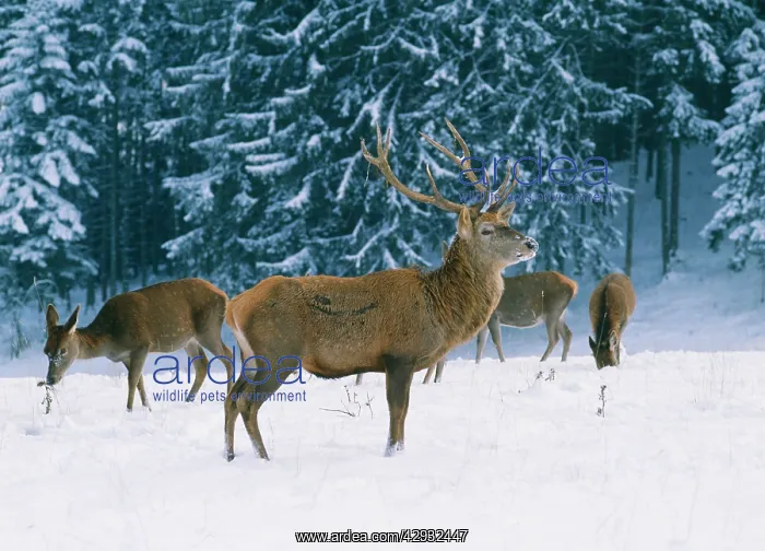 : Red DEER - Stag with hinds in snow : Red DEER - Stag with hinds in snow