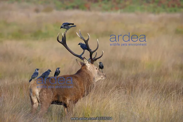 : Red Deer - stag with jackdaws searching fur for ticks : Red Deer - stag with jackdaws searching fur for ticks