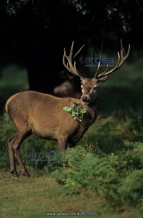: Red Deer - Stag with leaves in mouth : Red Deer - Stag with leaves in mouth