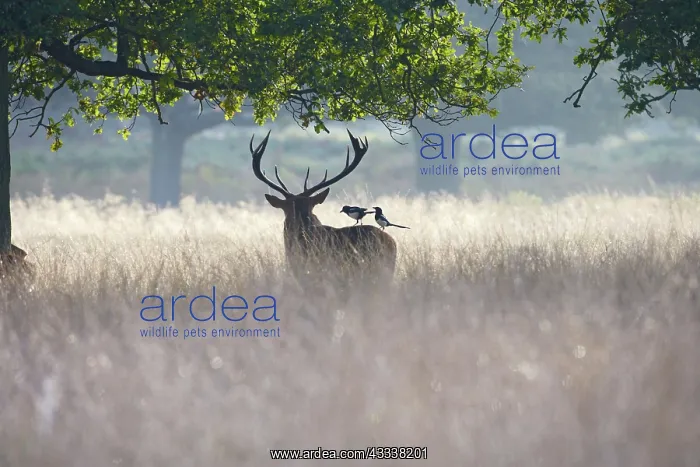  : Red Deer - stag with magpies on back searching fur for ticks