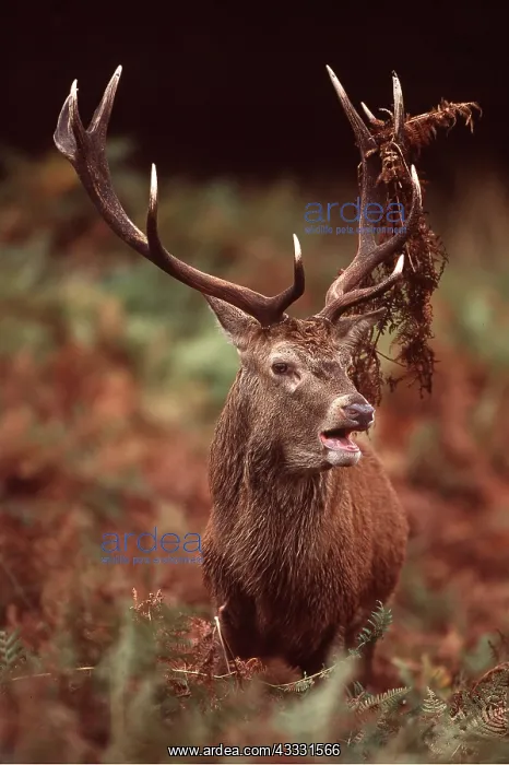 : RED DEER stag (male) - bracken in antlers during rut : RED DEER stag (male) - bracken in antlers during rut