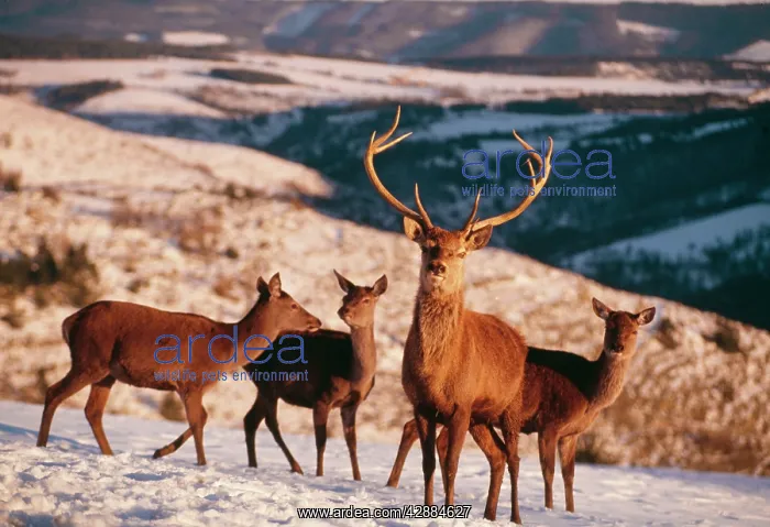  : Red DEER - stag  /  male with does  /  females in snow