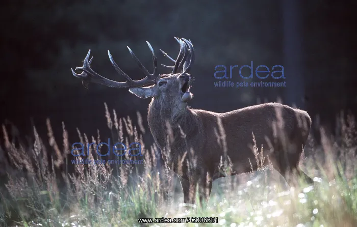 : RED DEER - stag / male roaring : RED DEER - stag / male roaring