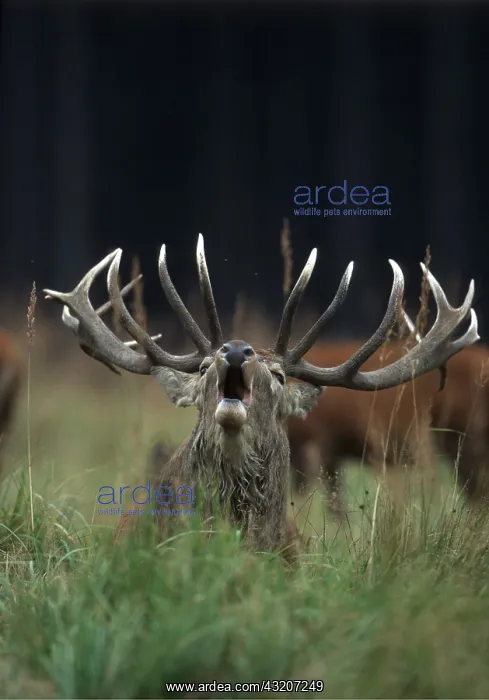 : RED DEER - stag / male roaring during rut : RED DEER - stag / male roaring during rut