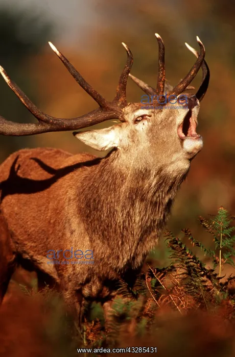 : RED DEER - stag / male roaring in rut : RED DEER - stag / male roaring in rut