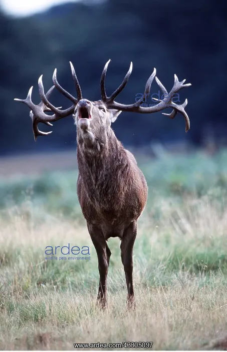 : RED DEER - stag / male roaring in rut : RED DEER - stag / male roaring in rut