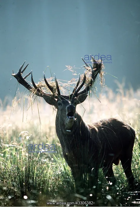: RED DEER - stag / male roaring during rut : RED DEER - stag / male roaring during rut