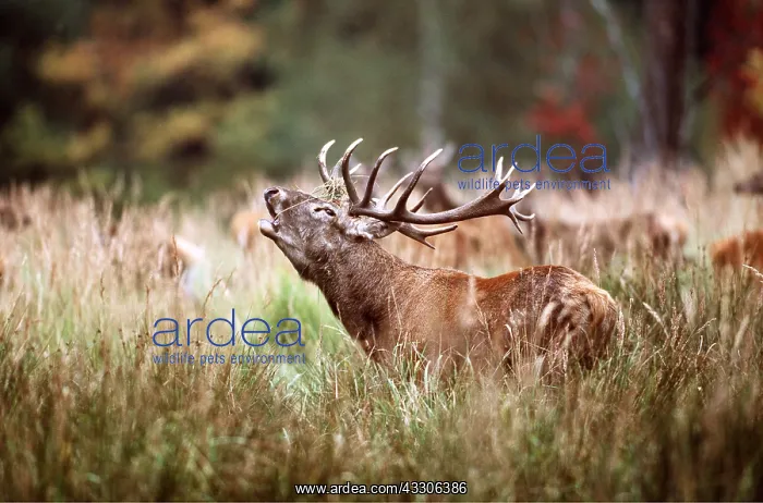 : RED DEER - stag / male roaring during rut season : RED DEER - stag / male roaring during rut season