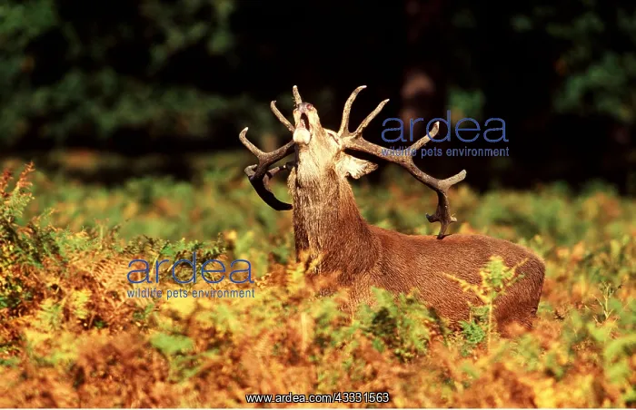 : RED DEER - Stag / male in Rut : RED DEER - Stag / male in Rut