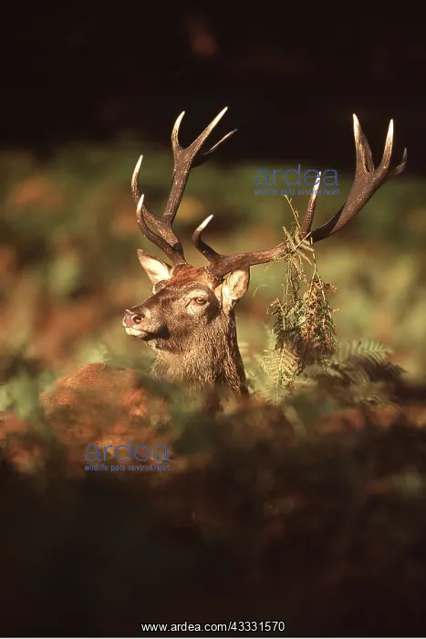 : RED DEER - stag / male in rut, head and antlers : RED DEER - stag / male in rut, head and antlers