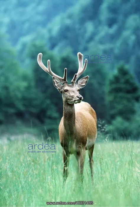 : RED DEER - stag / male showing velvet on antlers : RED DEER - stag / male showing velvet on antlers