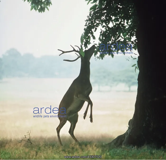 : RED DEER - stag / male standing on hind legs to : RED DEER - stag / male standing on hind legs to