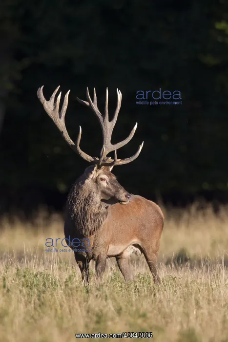  : Red Deer - stag in meadow - Denmark