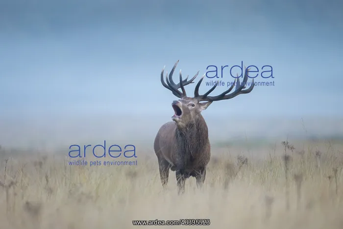 : Red Deer stag mist : Red Deer stag mist