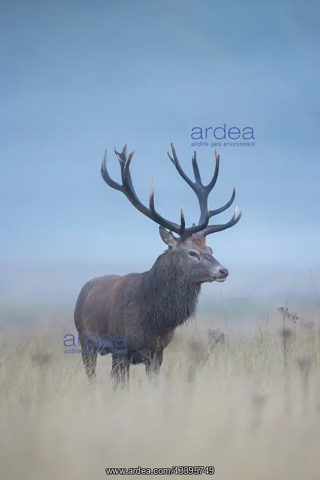 : Red Deer stag mist : Red Deer stag mist