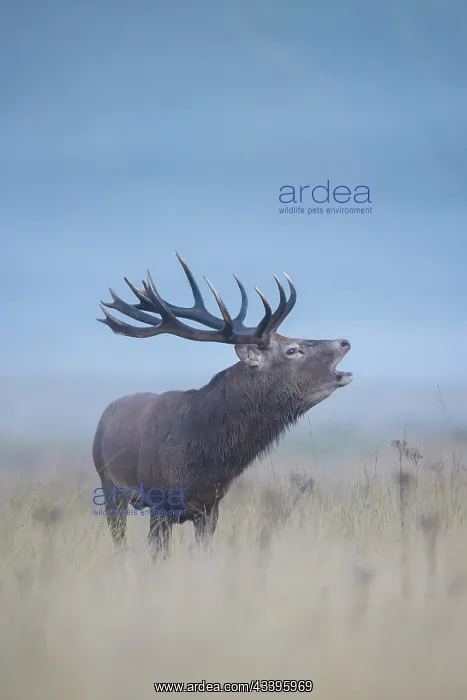 : Red Deer stag mist : Red Deer stag mist