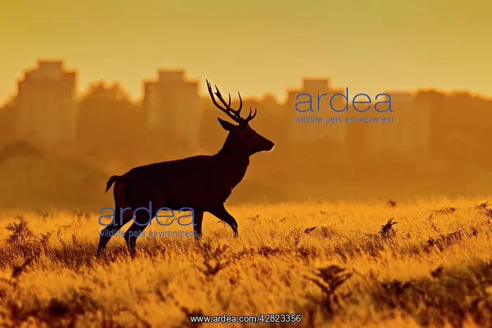 : Red Deer - stag in mist at sunrise : Red Deer - stag in mist at sunrise