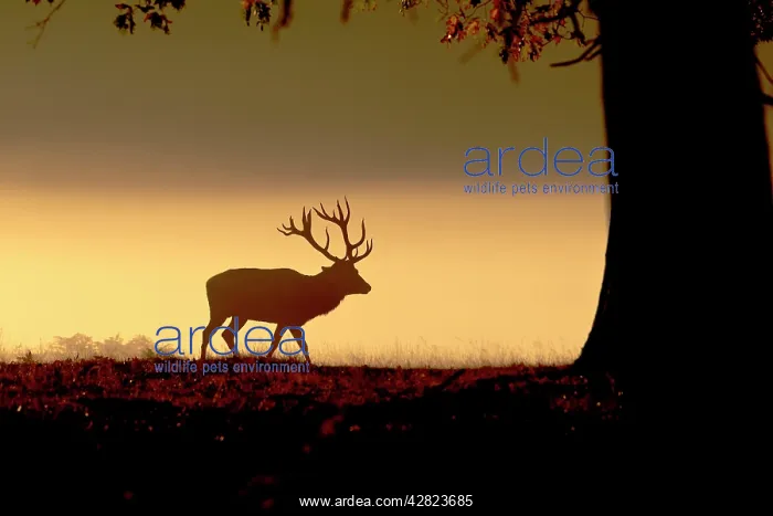 : Red Deer - stag in mist at sunrise : Red Deer - stag in mist at sunrise