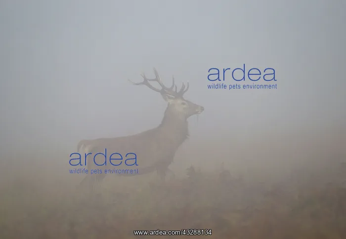 : Red Deer - stag in misty conditions - with grass : Red Deer - stag in misty conditions - with grass