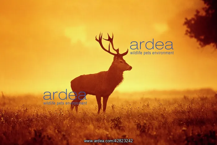 : Red Deer - Stag at misty sunrise : Red Deer - Stag at misty sunrise