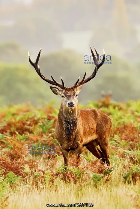 : Red Deer - Stag at misty sunrise : Red Deer - Stag at misty sunrise