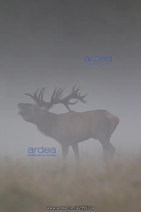 : Red Deer - stag in morning mist - Denmark : Red Deer - stag in morning mist - Denmark
