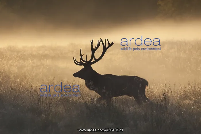  : Red Deer - stag in morning mist - Denmark