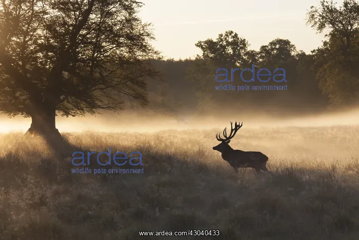  : Red Deer - stag in morning mist - Denmark