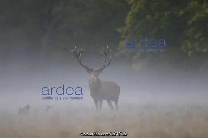  : Red Deer - stag in morning mist - Denmark