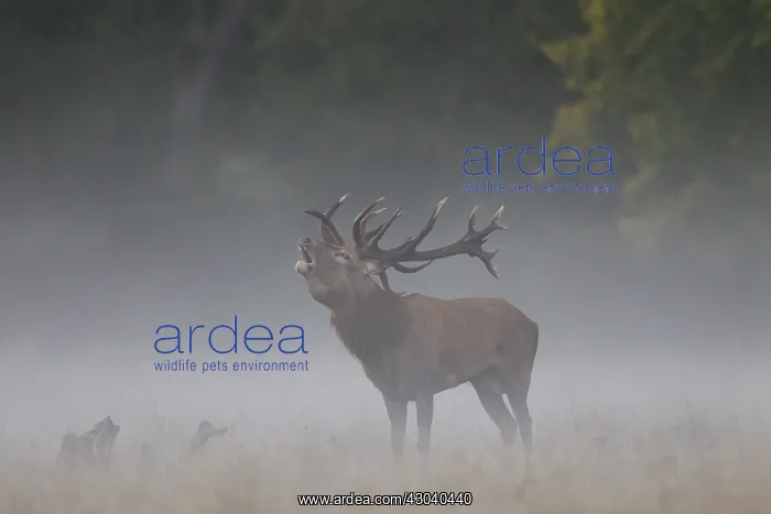  : Red Deer - stag in morning mist - Denmark