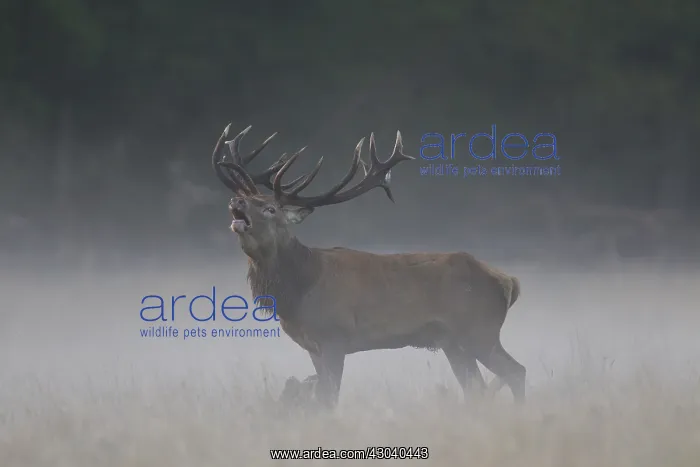  : Red Deer - stag in morning mist - Denmark