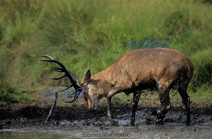 : Red Deer - Stag in muddy puddle : Red Deer - Stag in muddy puddle