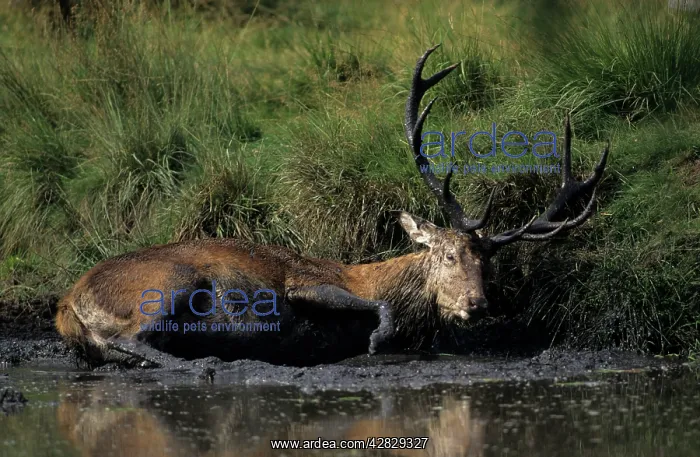: Red Deer - Stag in muddy puddle : Red Deer - Stag in muddy puddle