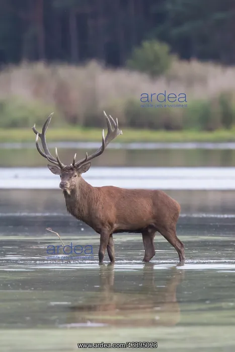 : Red Deer stag pond : Red Deer stag pond