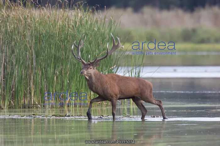 : Red Deer stag pond : Red Deer stag pond