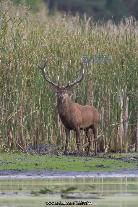 : Red Deer stag pond : Red Deer stag pond