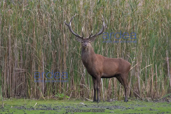: Red Deer stag pond : Red Deer stag pond