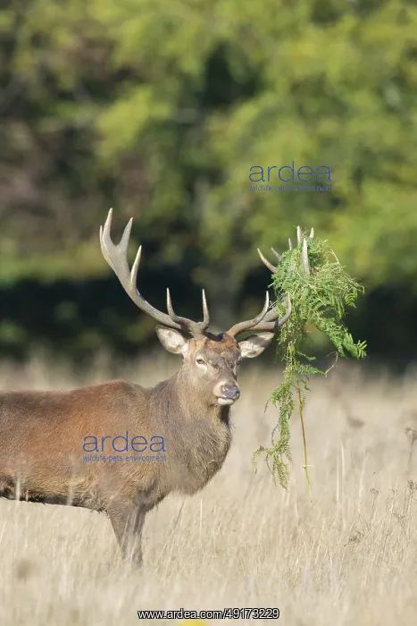 : Red Deer stag portrait : Red Deer stag portrait