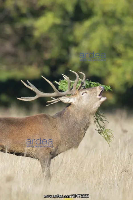 : Red Deer stag portrait : Red Deer stag portrait