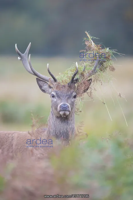 : Red Deer stag portrait : Red Deer stag portrait