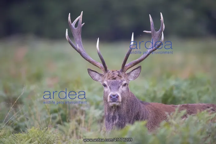 : Red Deer stag portrait : Red Deer stag portrait