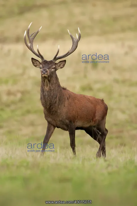  : Red Deer stag portrait during rut Autumn