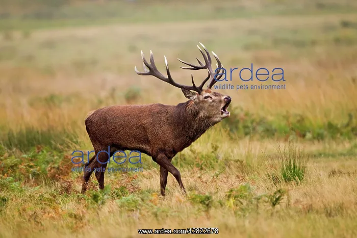 : Red Deer - Stag roaring : Red Deer - Stag roaring
