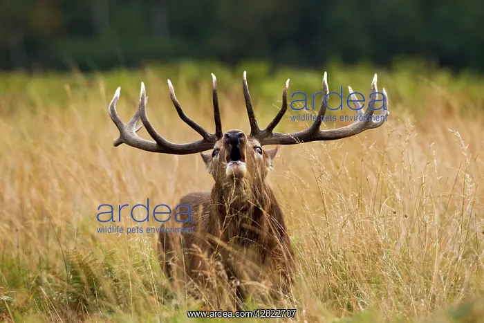 : Red Deer - Stag roaring : Red Deer - Stag roaring
