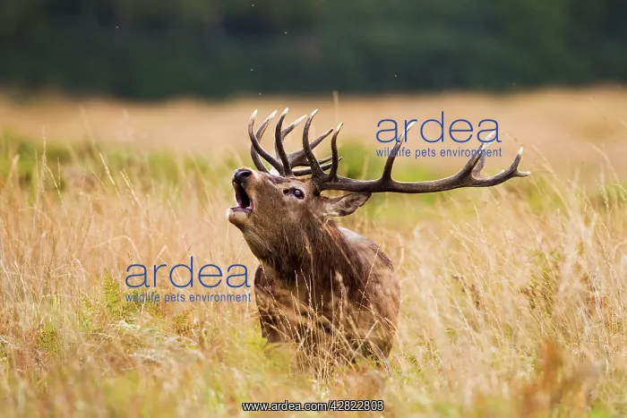 : Red Deer - Stag roaring : Red Deer - Stag roaring