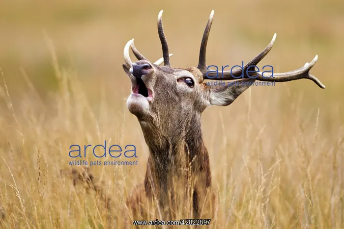 : Red Deer - Stag roaring : Red Deer - Stag roaring